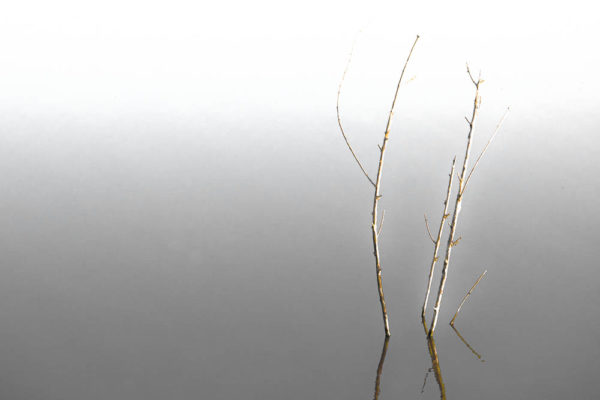 SEL0017