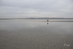 En Baie de Somme, mars 2013