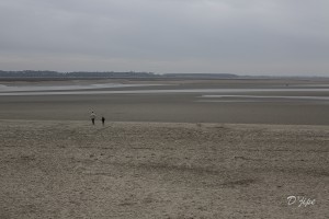 En Baie de Somme, mars 2013