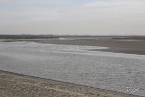 En Baie de Somme, mars 2013