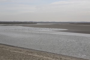 En Baie de Somme, mars 2013