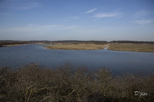 En Baie de Somme, mars 2013