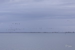 Ile de Noirmoutier