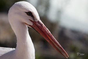 Jusqu'à Géro, juillet 2011