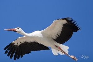 Jusqu'à Géro, juillet 2011