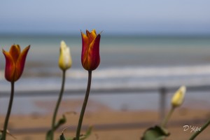 En Normandie, avril 2012