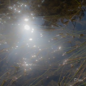 Forêt de Fontainebleau, la mare aux Fées