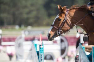 Le Grand Parquet Fontainebleau