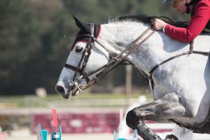Le Grand Parquet Fontainebleau