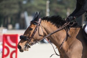 Le Grand Parquet Fontainebleau