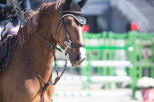 Le Grand Parquet Fontainebleau