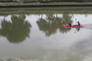 Baie de Somme, juin 2013