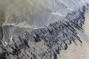 Baie de Somme, juin 2013