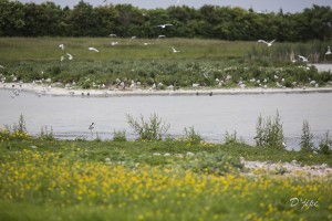 Baie de Somme, juin 2013