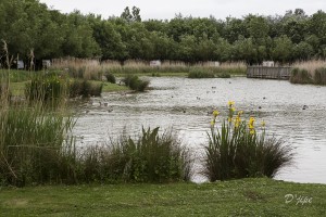 Baie de Somme, juin 2013