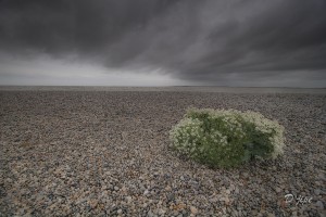 Baie de Somme, juin 2013