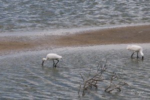 Nord de la France et Belgique, août 2011