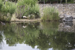 Périple autour du Rhin, juin 2014