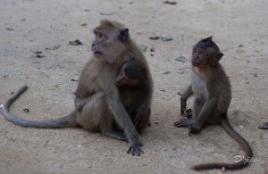 Thailande, décembre 2010